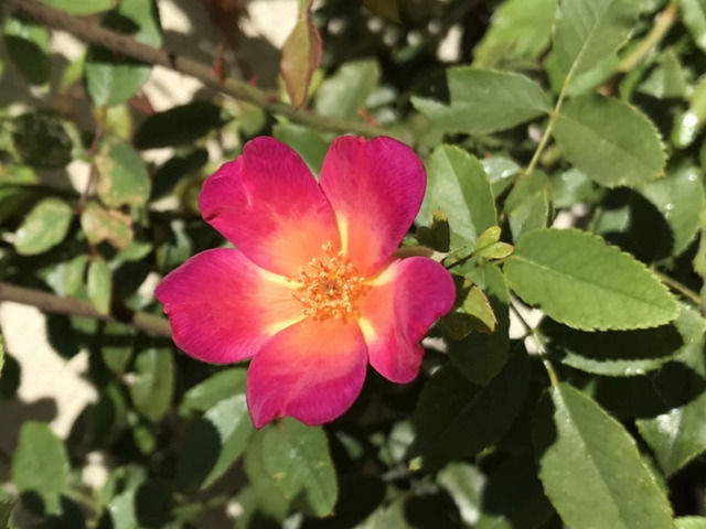 カクテルの秋花 色が濃い