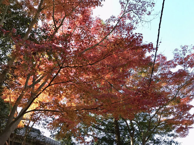 香川県坂出市にある神谷神社のもみじ