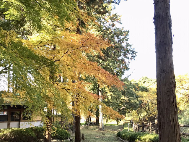 香川県坂出市にある神谷神社のもみじ