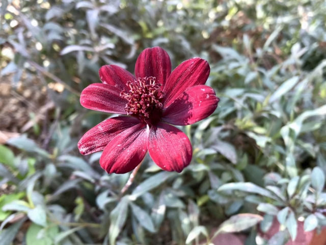 チョコレートコスモスの花