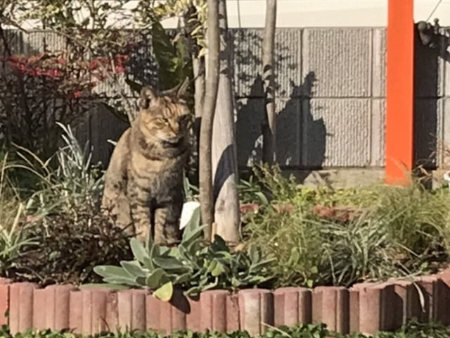 冬の庭に来た猫