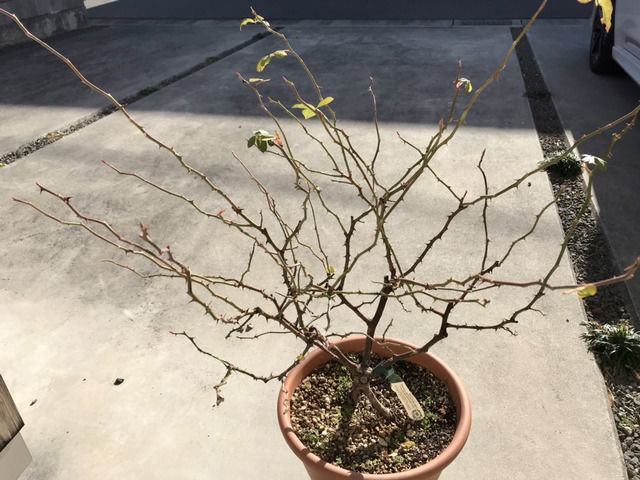 剪定前のロアルドダール・葉むしり横