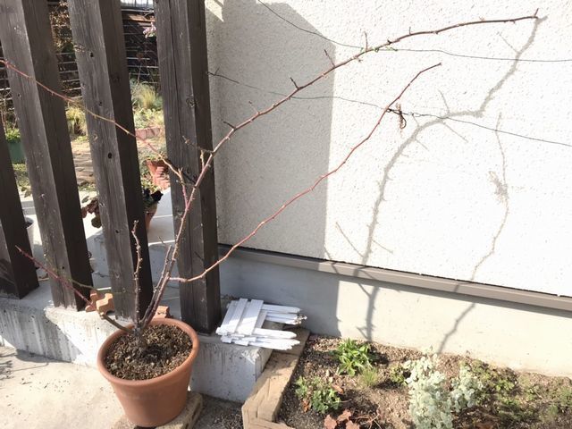 剪定後のサンセットグロウ・横