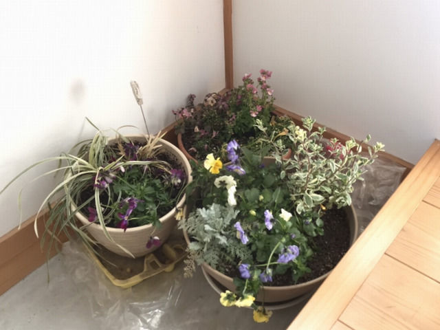 玄関土間に並べたビオラの鉢