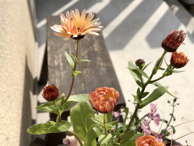 ペールオレンジのカレンデュラの花とつぼみ