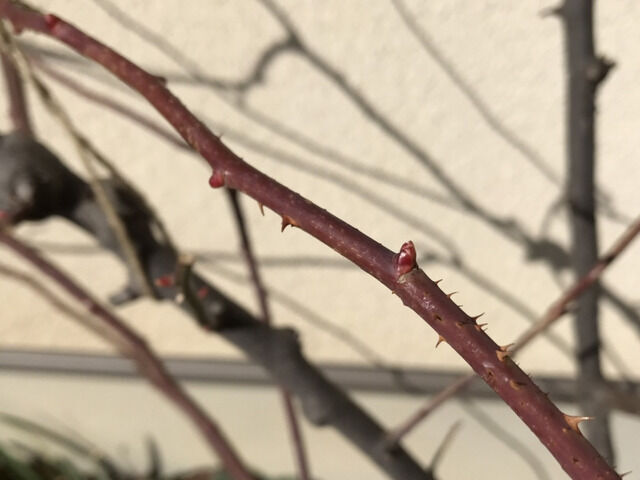 つるバラのカクテルの芽