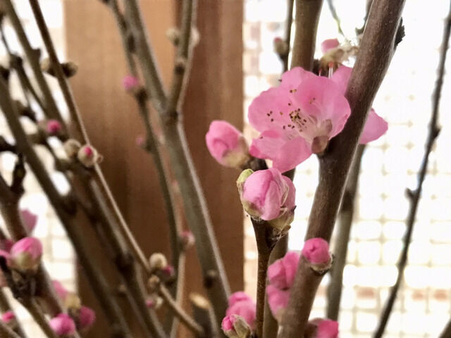 桃の花が咲いているアップ