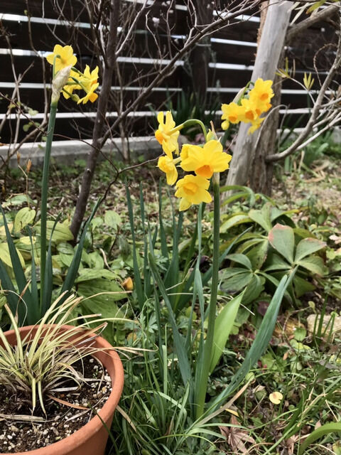 黄色い水仙の花
