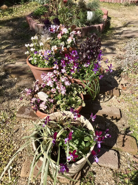 一列に並べた寄せ植えの鉢