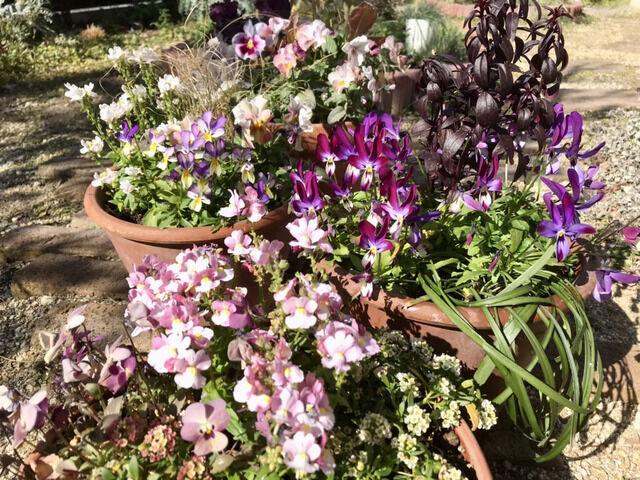 寄せ植えのビオラやネメシアのアップ
