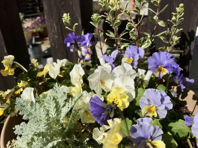 門柱前に飾っている寄せ植えのフリルビオラ