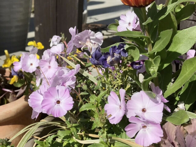 芝桜サンジェルマンのピンク色の花