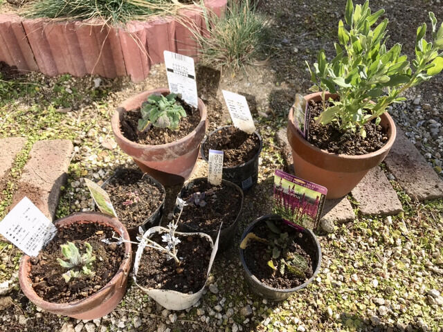 ポット苗から植木鉢に植え替えた苗たち