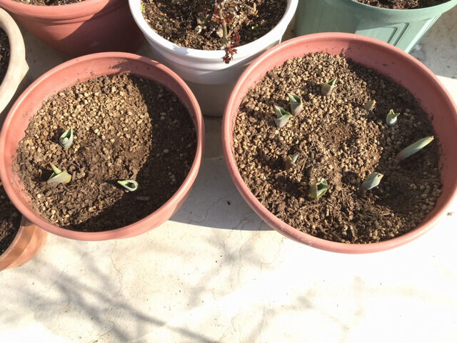 芽を出したチューリップ