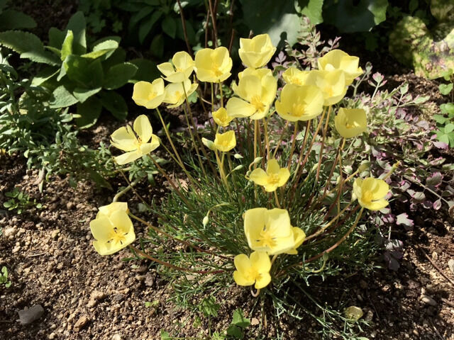 黄色いエスコルチアの花