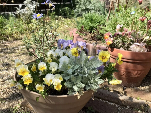 フリルビオラの寄せ植え