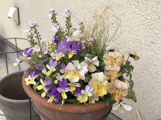ラビットビオラの寄せ植え