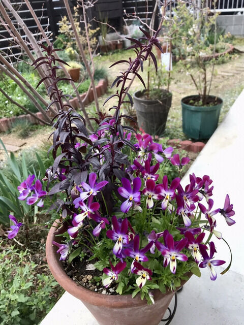紫のラビットビオラの寄せ植え