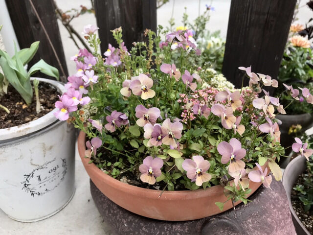 タンゴ・アモーレとアリッサムの寄せ植え