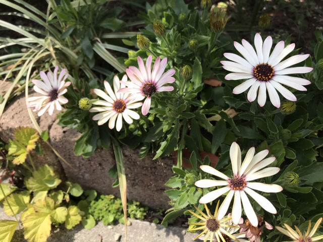 オステオスペルマムの花
