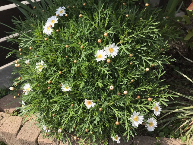 ローダンセマムの花