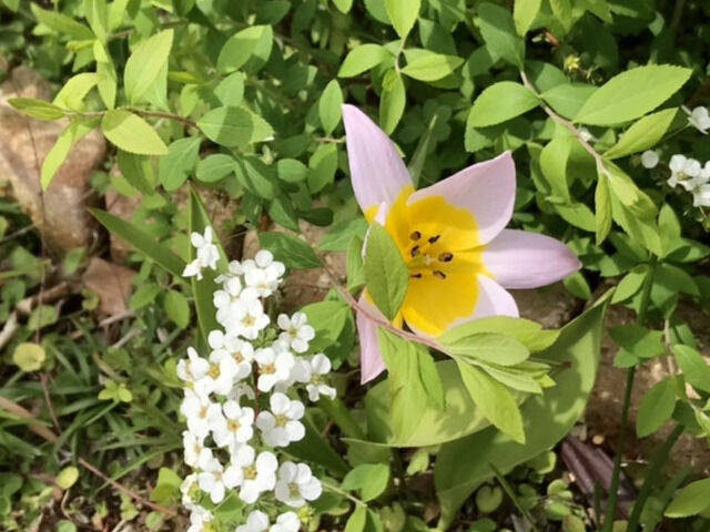 原種チューリップヘレナの花