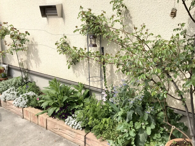 駐車場花壇の様子