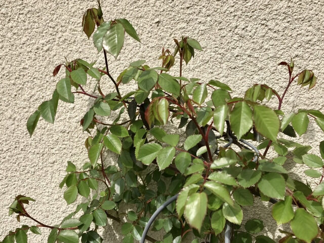 カクテルの蕾