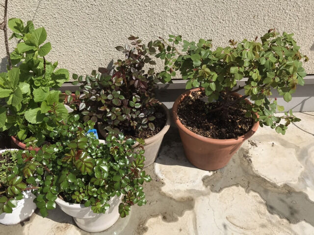 鉢植えバラ