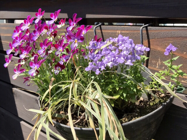 ビオラのハンギング寄せ植え