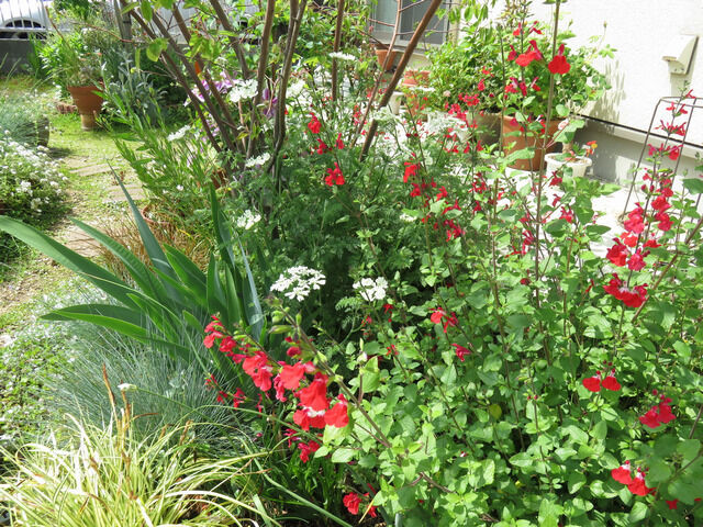 赤いチェリーセージの花