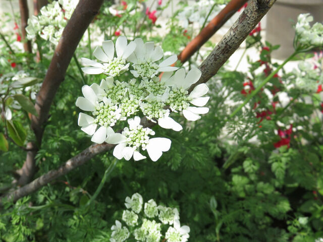 白いオルレアの花