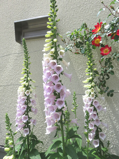 ピンクのジギタリスの花
