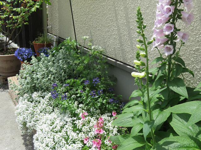 花壇の一部 リーフ中心のゾーン