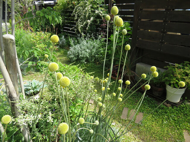 クラスペディア・グロボーサの花