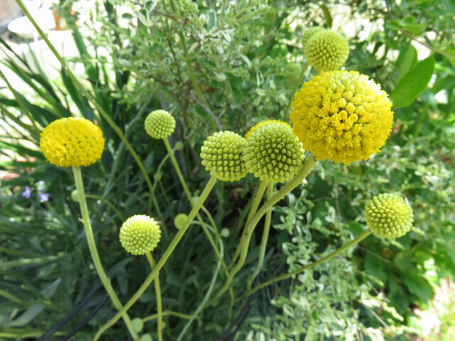 クラスペディア・グロボーサの花