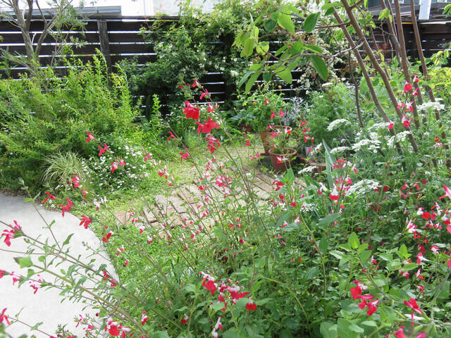 チェリーセージの花