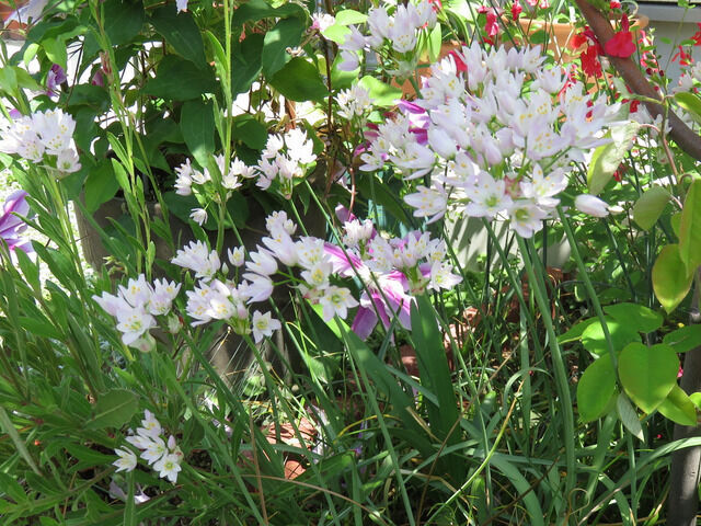 淡いピンクのアリウムの花