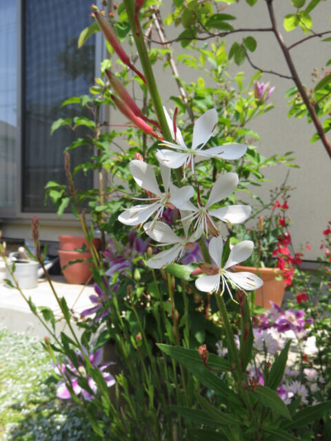 白いガウラの花