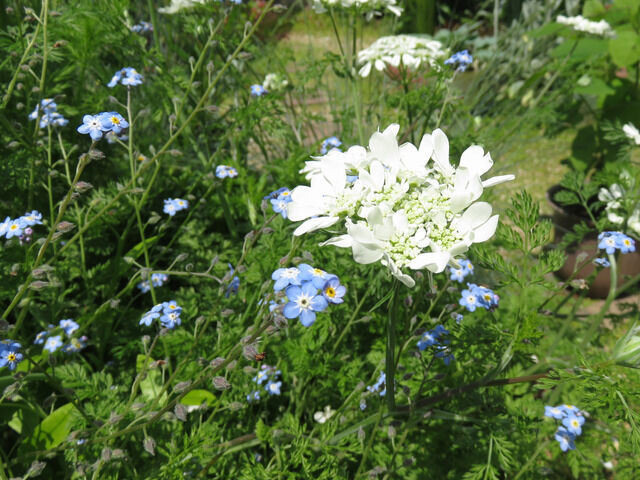 オルレアと忘れな草