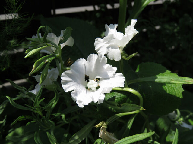 白いクラーキア・プルケラの花