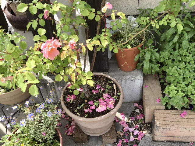 花びらが散ったバラ