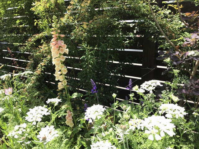 庭の景色