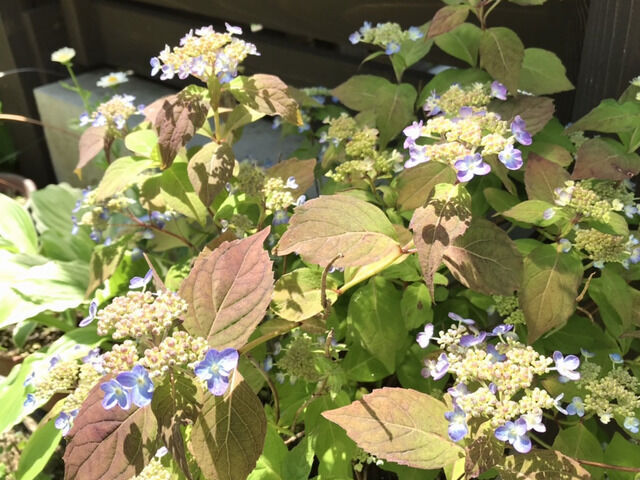 山アジサイの花