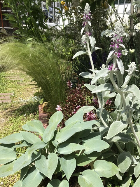 ラムズイヤーの花