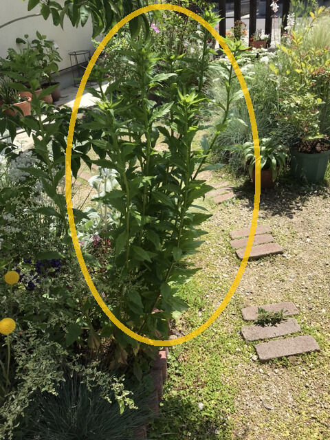 なぞの草