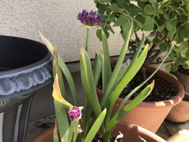 鉢植えのアリウム