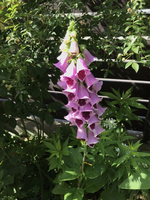 ジギタリスのピンクの花
