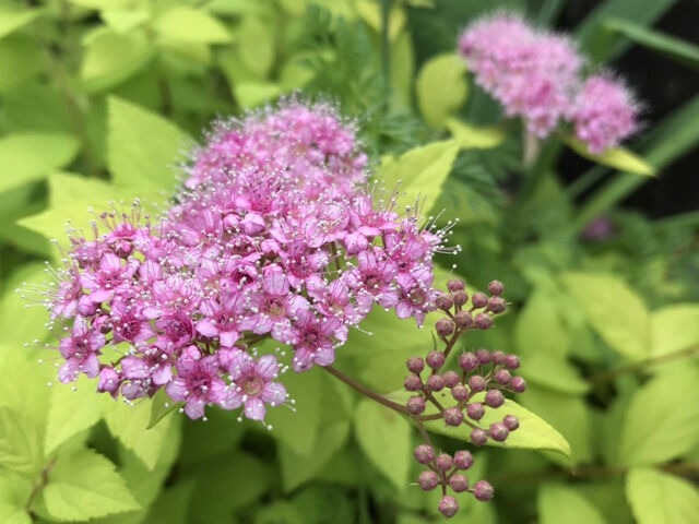 黄金シモツケのピンクの花