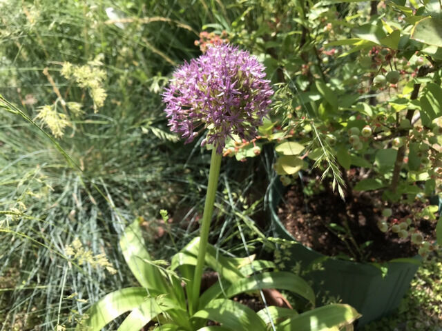 アリウム・ピンボールウィザードの花
